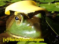 /home//u458753944/public_html/sourcegallery/////Frogs/More bullfrogs/P7261264.JPG